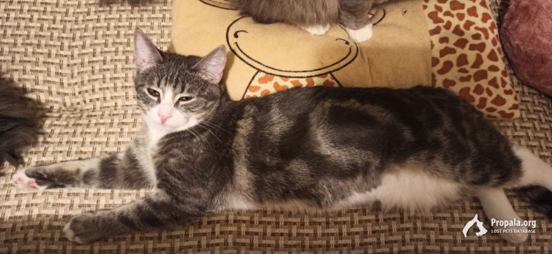 Пропал кот, Измайлово