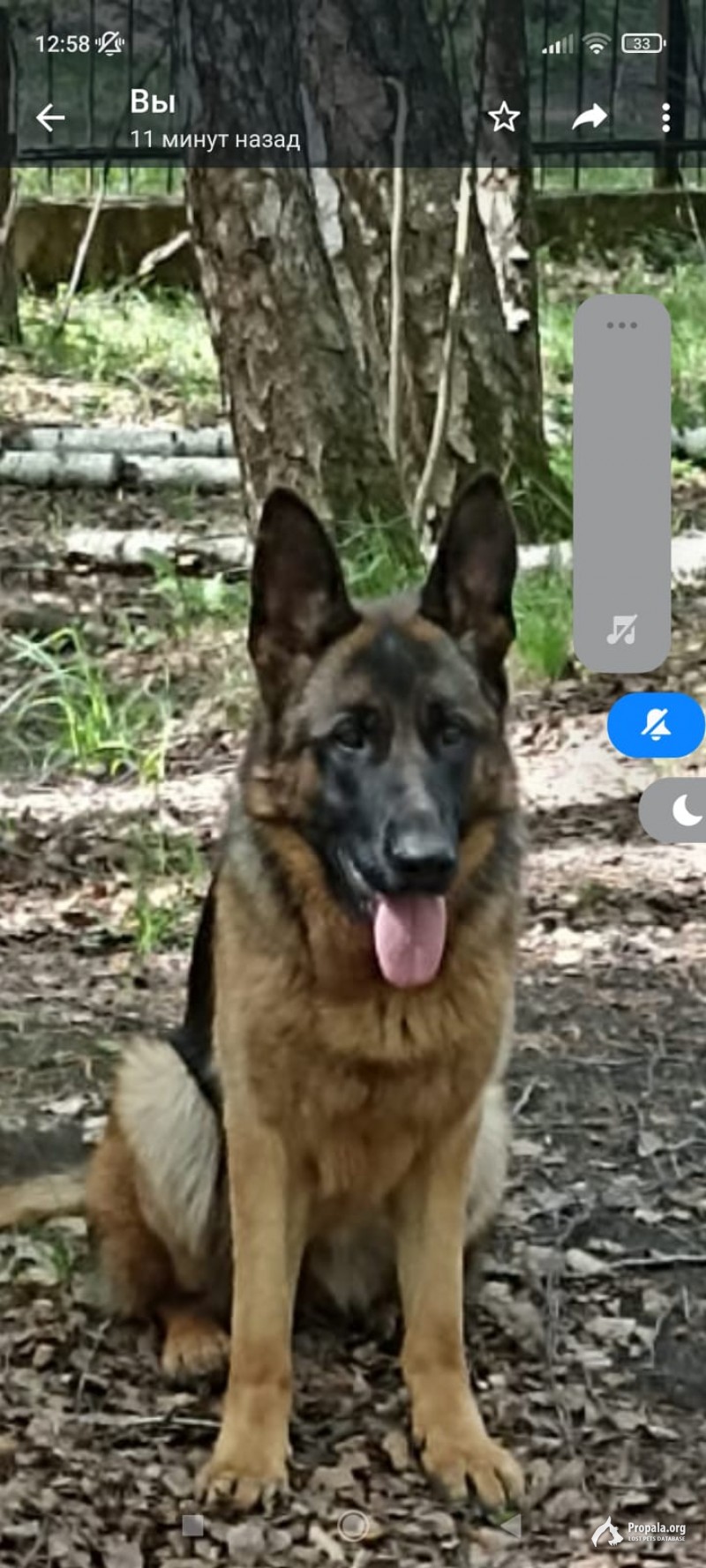 Пропала собака