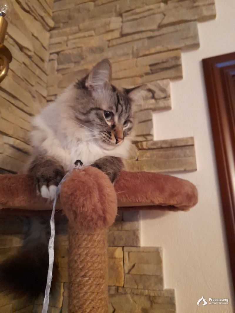 Пропал кот 29.01 в Удельной