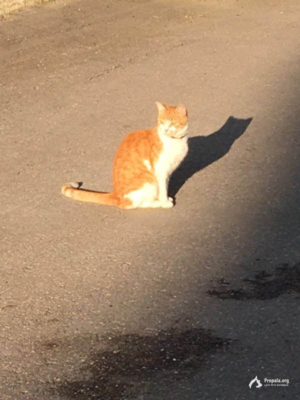 Замечена домашняя котейка