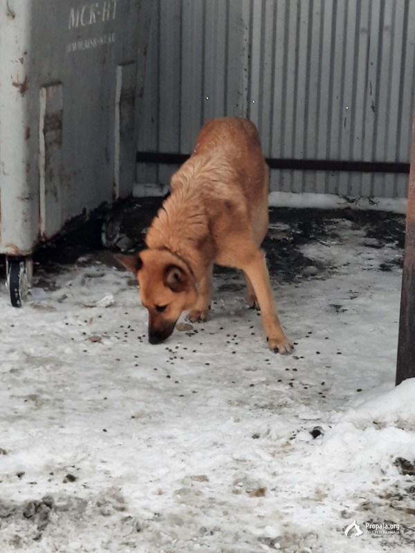 Найдена собака