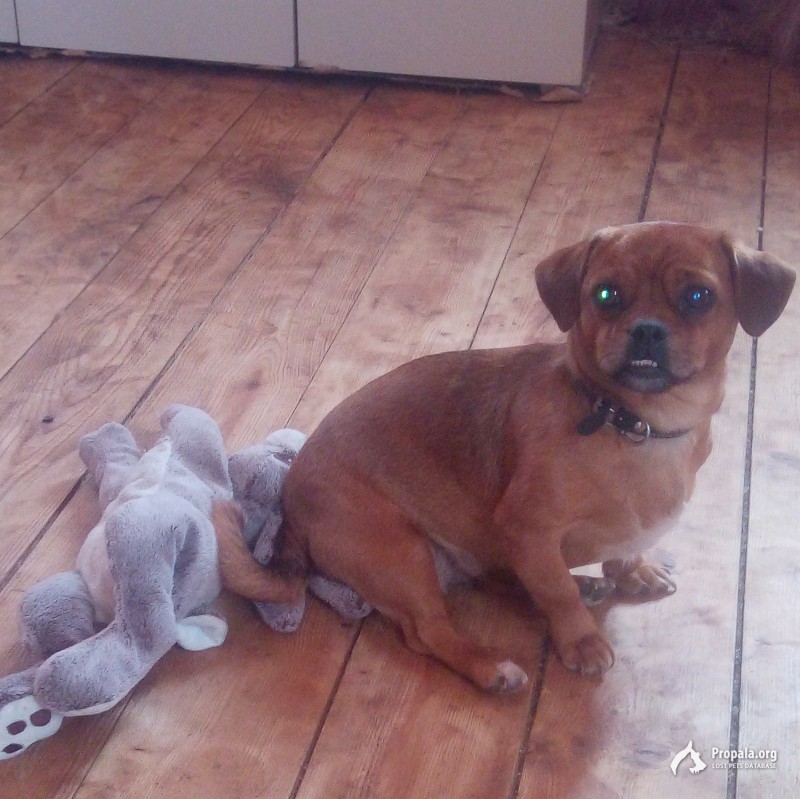 Пропала собачка