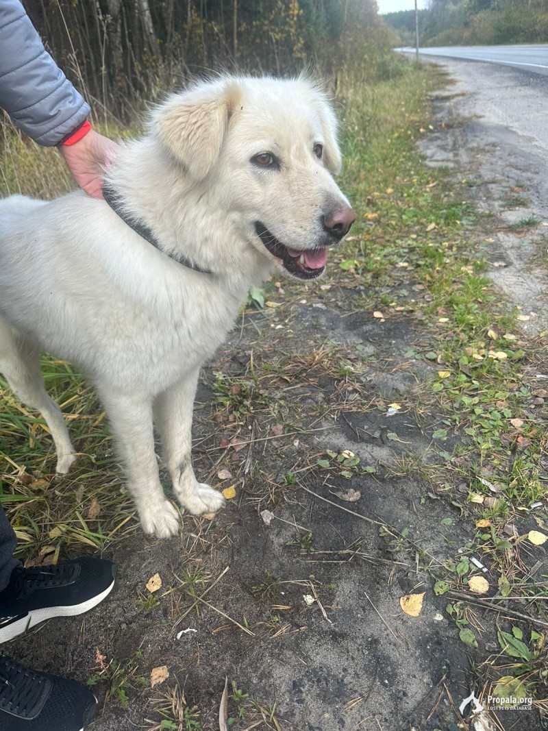 Найдена собака, в районе деревни Асташково