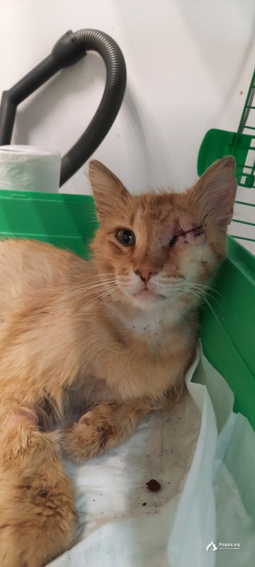 Малышу нужен дом!