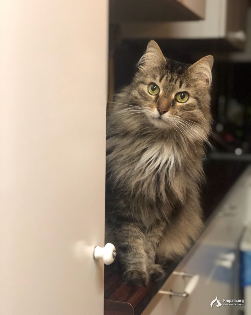 Пропал кот Веня