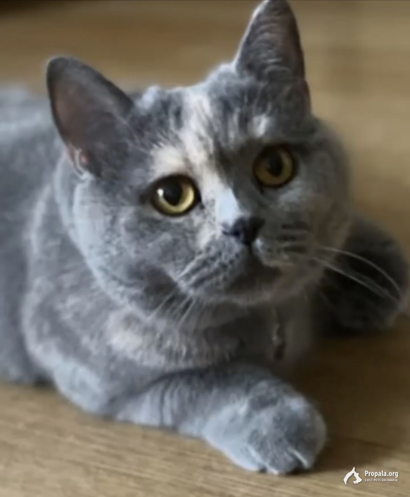 Потерялась кошка