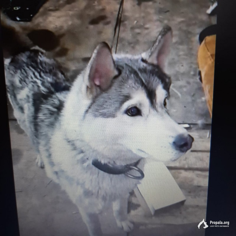 Найдена собака хаски мальчик в Суханово