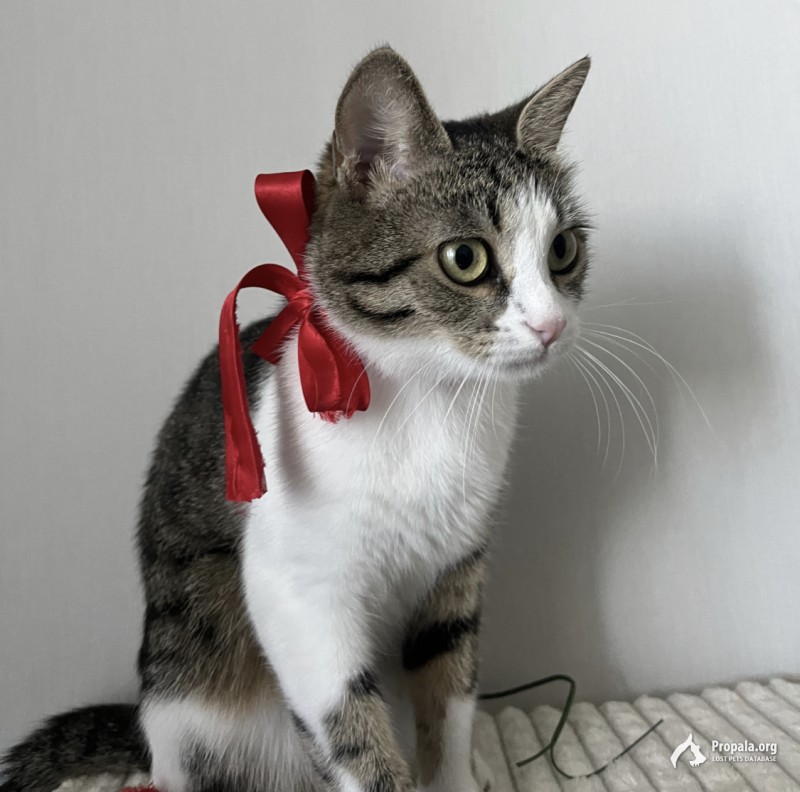 Пропала кошка Москва, Северное Тушино