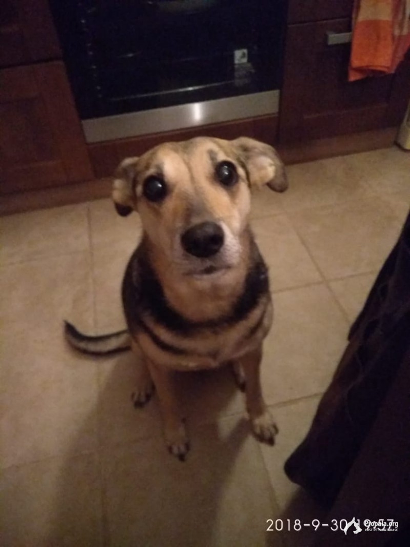 В Южном Тушино пропала собака, возрастная дворняжка