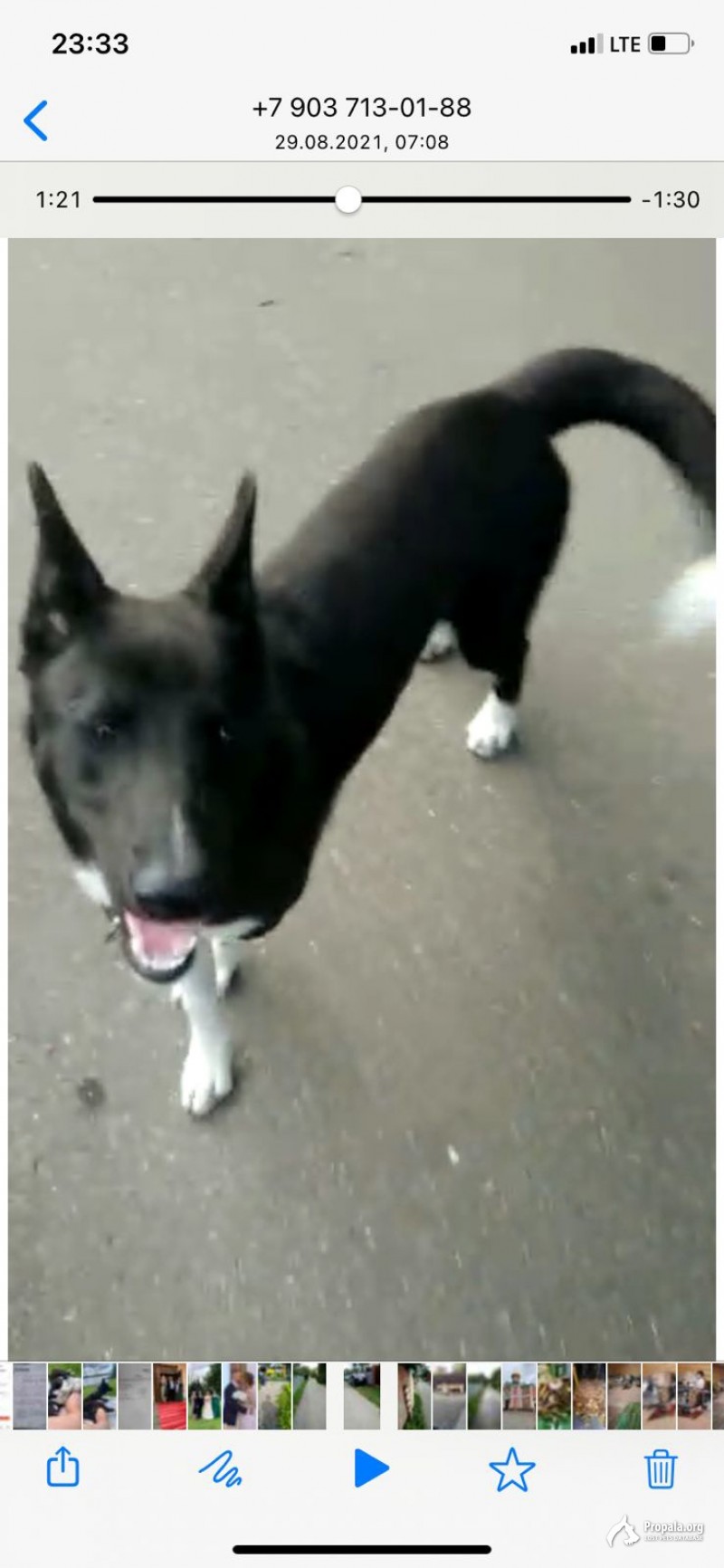 Пропала собака 24.09.2021
