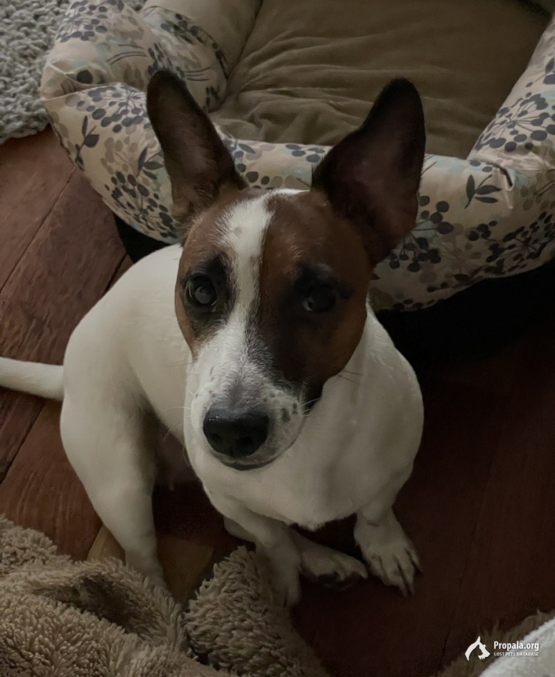 Пропала девочка Джек-Рассел