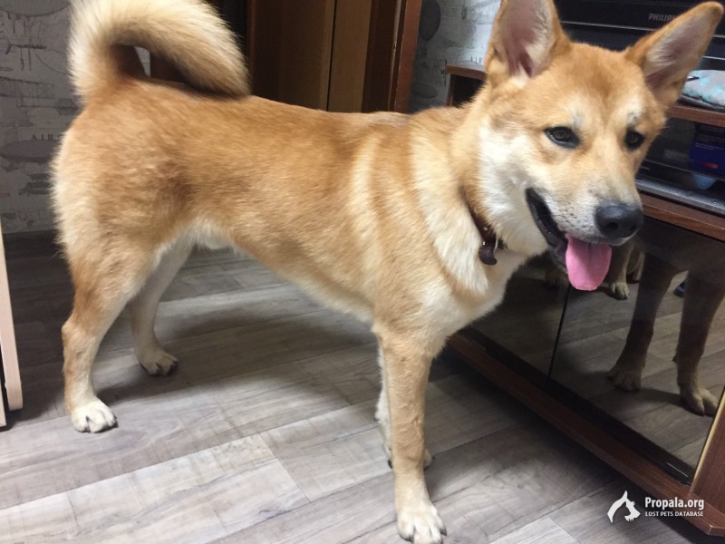 Найден рыжий кобель