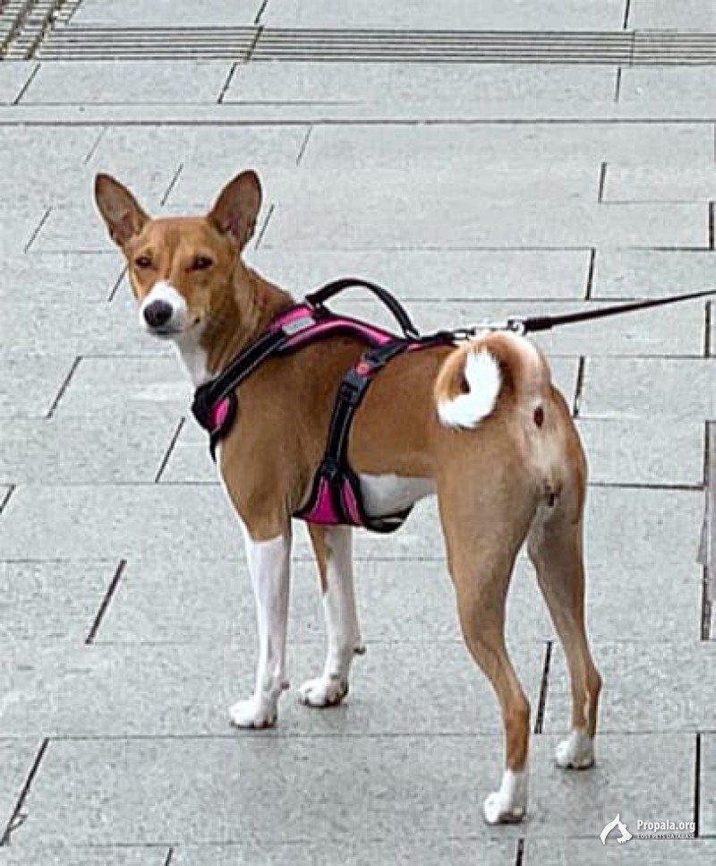 Пропала басенджи.