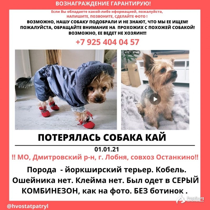 Пропал Йоркширский терьер