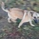 Найден пёс в Раменском районе