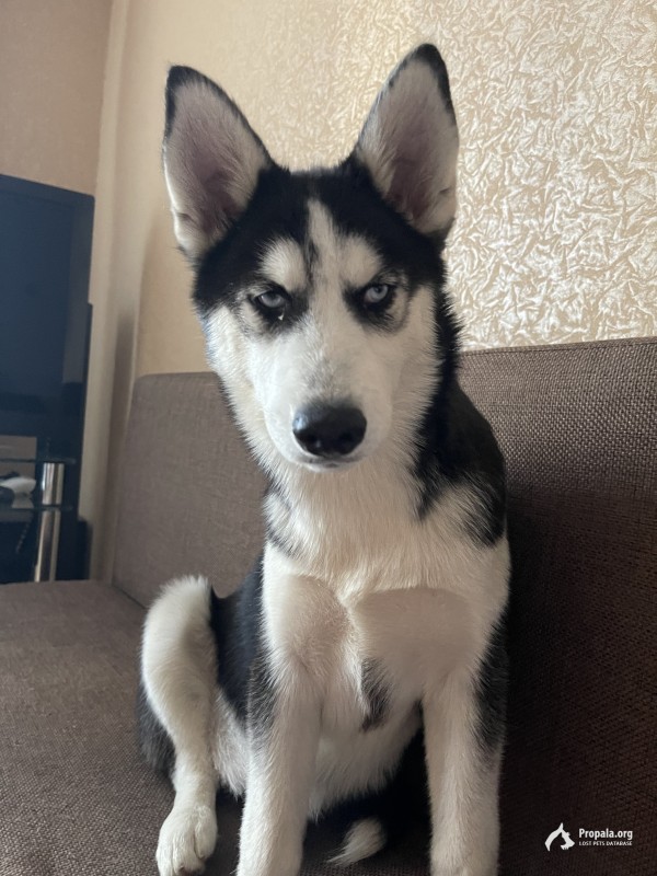 Пропала собака хаски