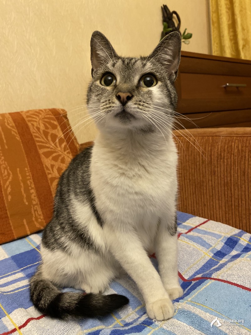 ПРОПАЛА ШМУЛЯ!