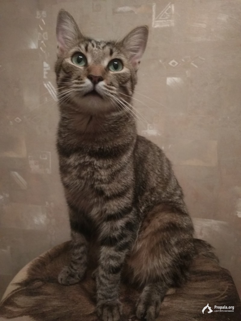 Петроградская сторона. Найдена домашняя кошка