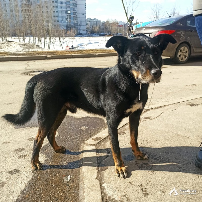 Нашли собаку