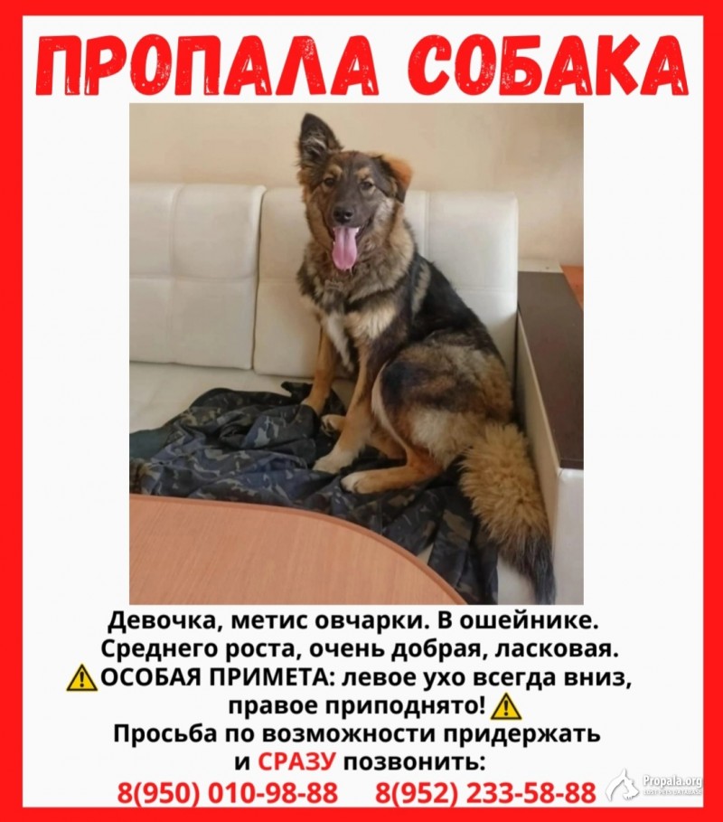 Пропала собака немецкая овчарка, Санкт - Петербург 