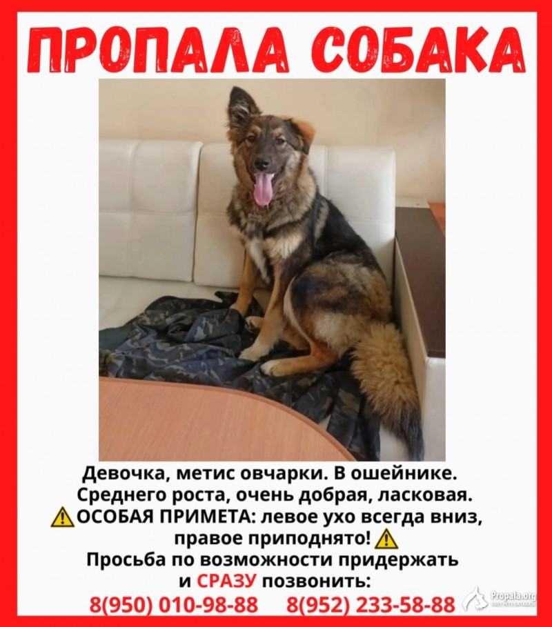 Пропала собака немецкая овчарка, Санкт - Петербург