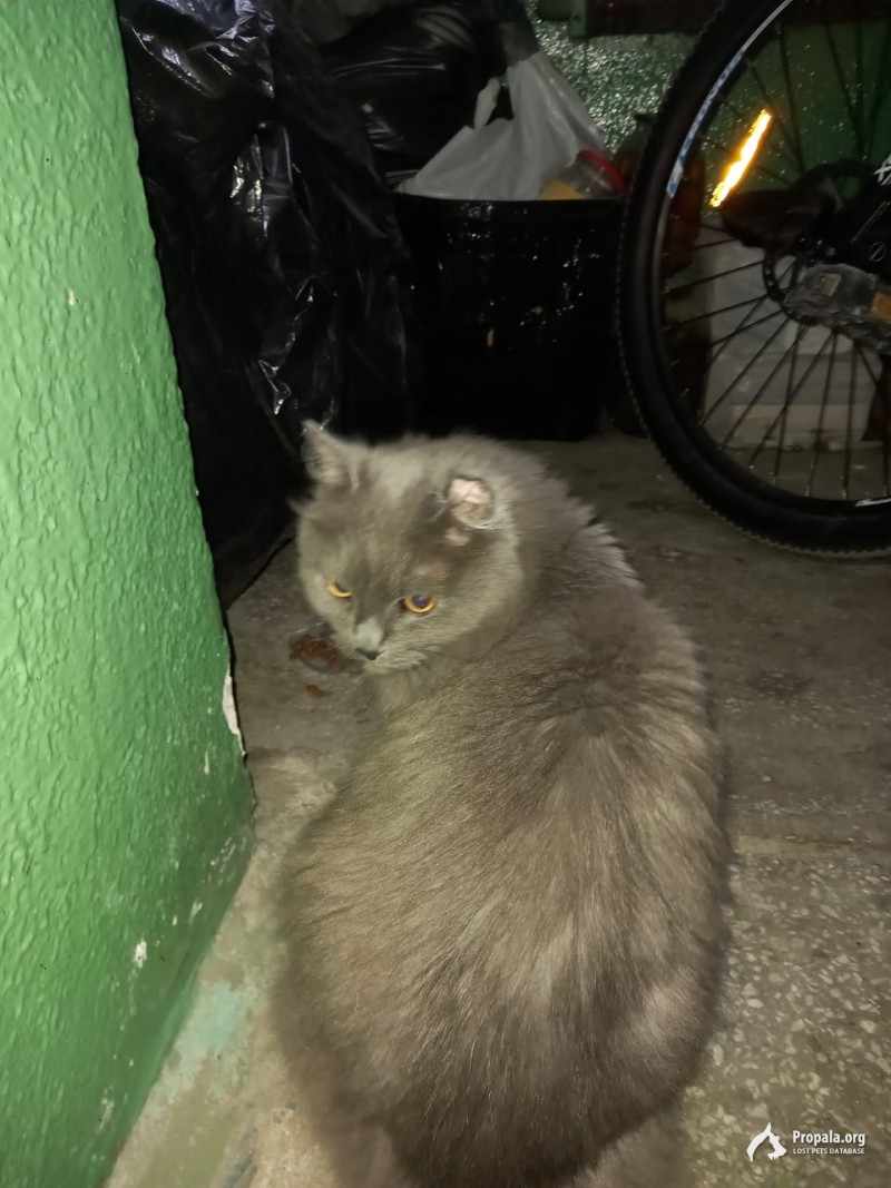 Найдена кошка