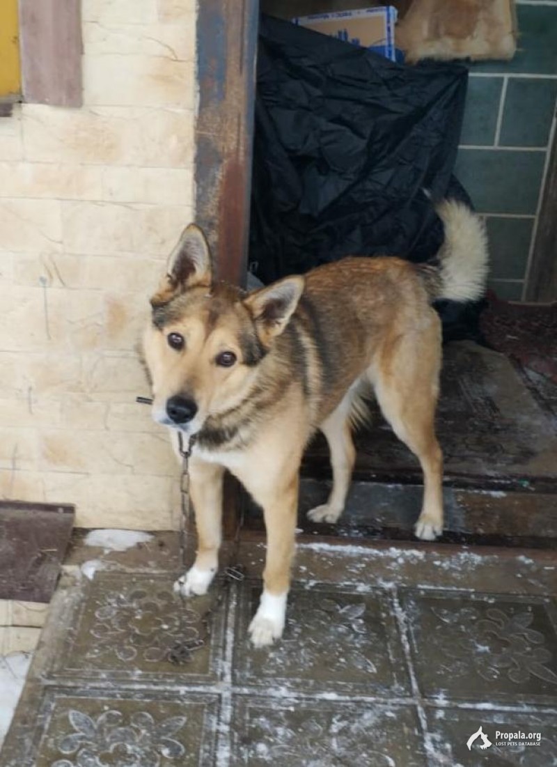 В Ивантеевке пес вывернулся из ошейника и убежал !