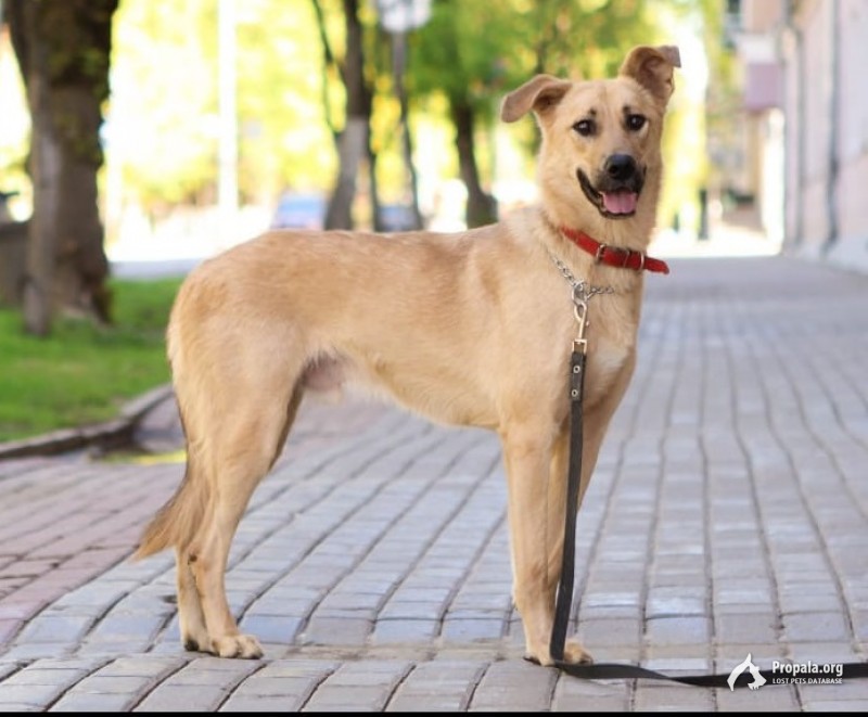 Убежала собака!