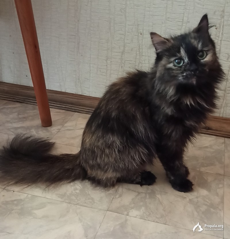 Найдена кошка