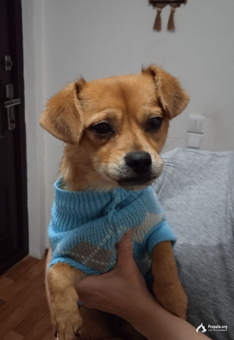 Найдена собака девочка