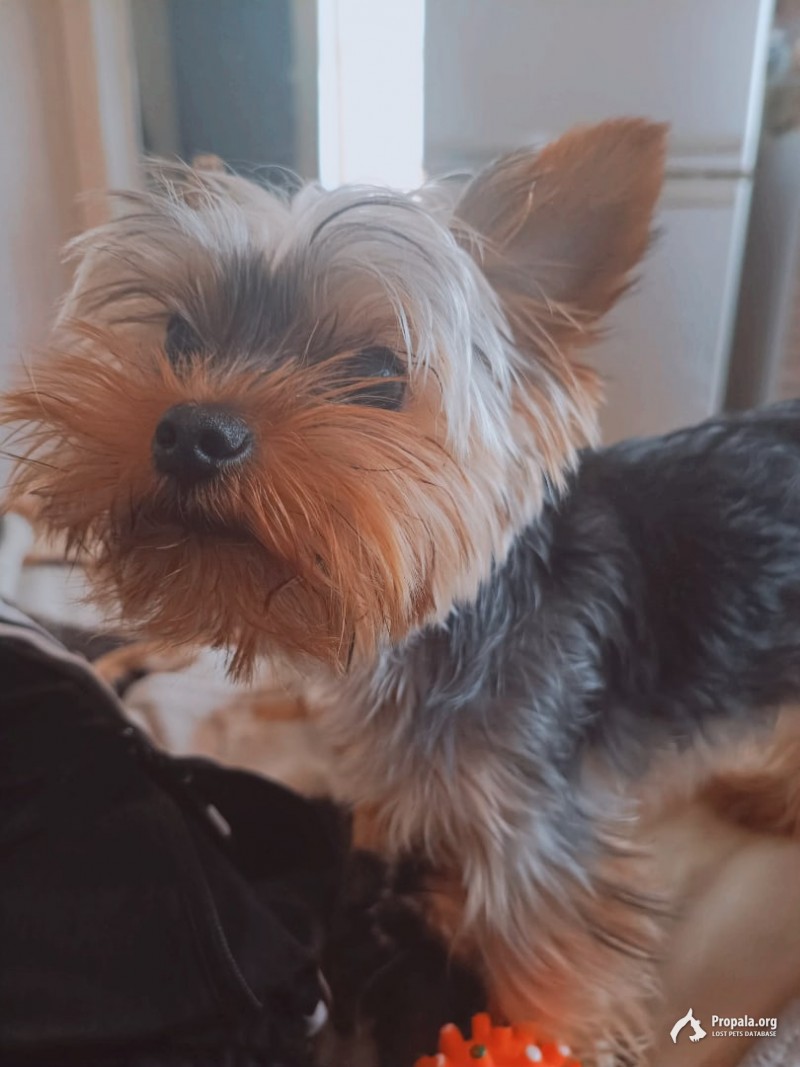 Помогите пожалуйста найти собачку