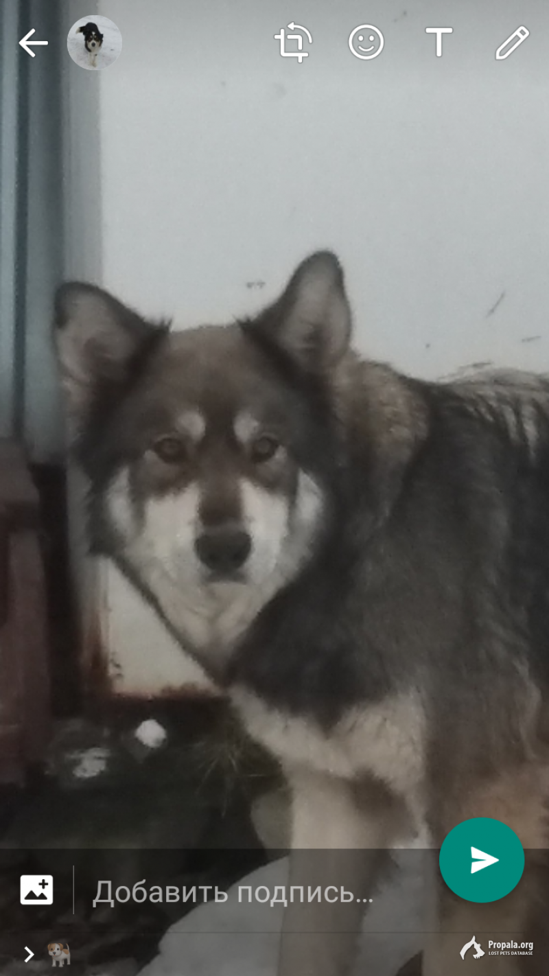 Пропала собака, смесь с маламутом в районе Мясново