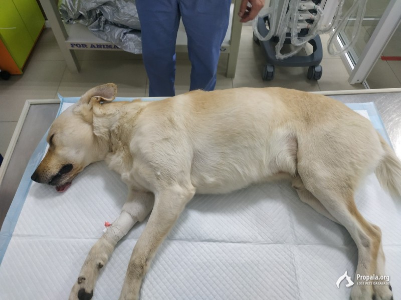 ПРОПАЛ КОБЕЛЬ