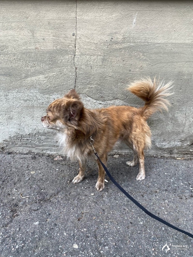 Найдена собака чихуахуа