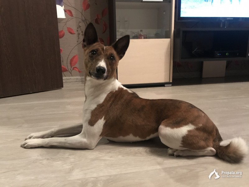 11 апреля пропала собака!