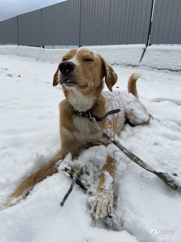 Пропала собака