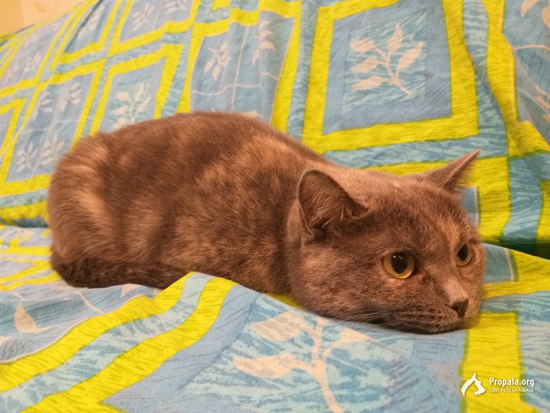 В добрые руки пушистую радость