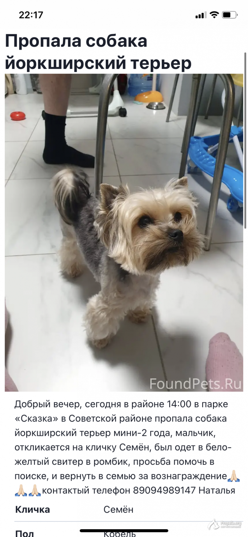 Пропала собака 1.05