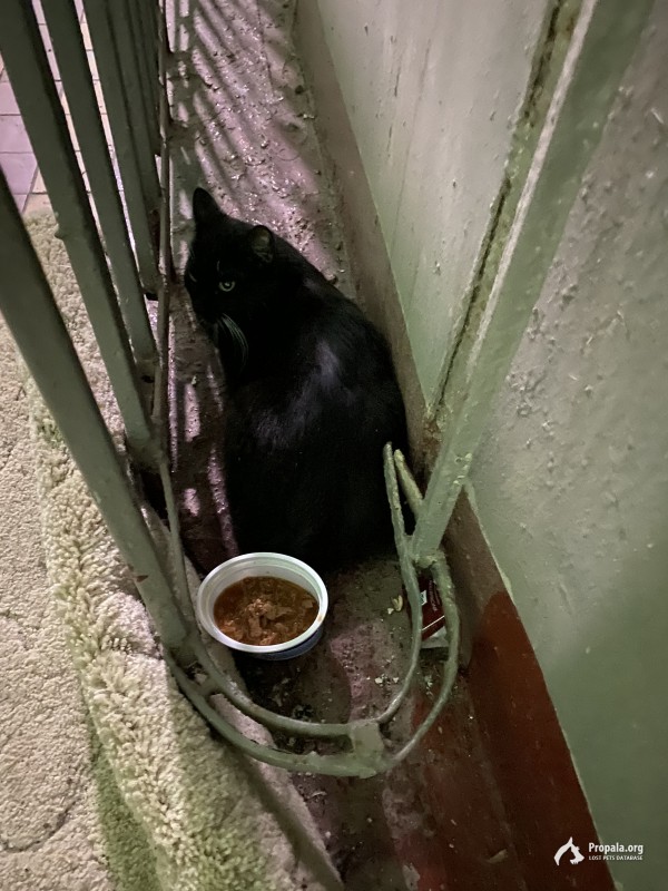 Найден чёрный кот/кошка Можайский район ул.Кубинка 14