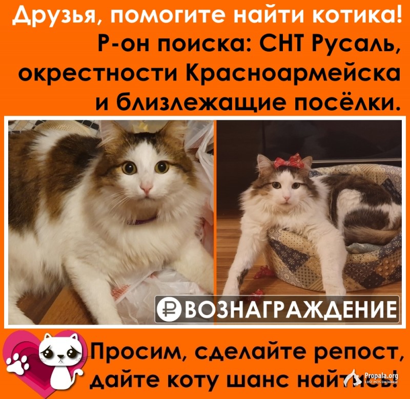 Погодите вернуть кота!!!