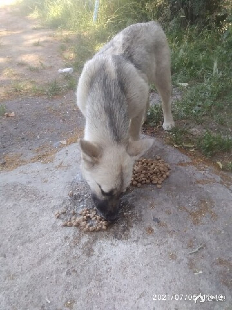 Пропала собака