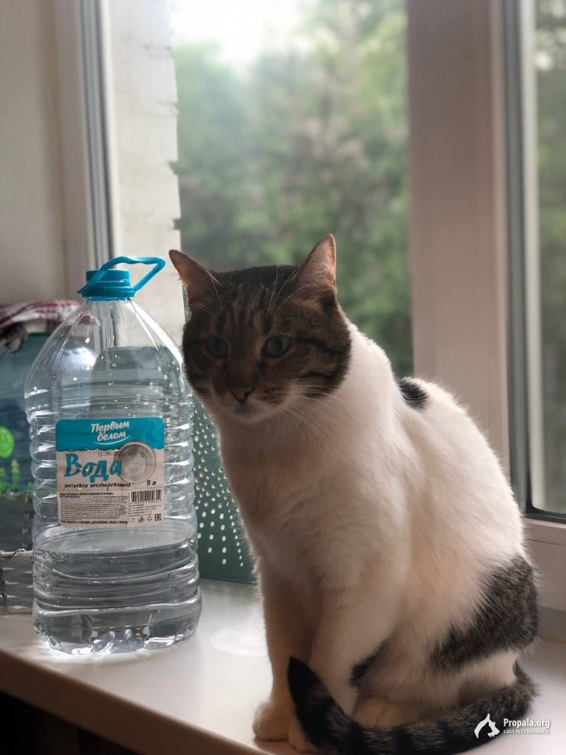 Пропал кот