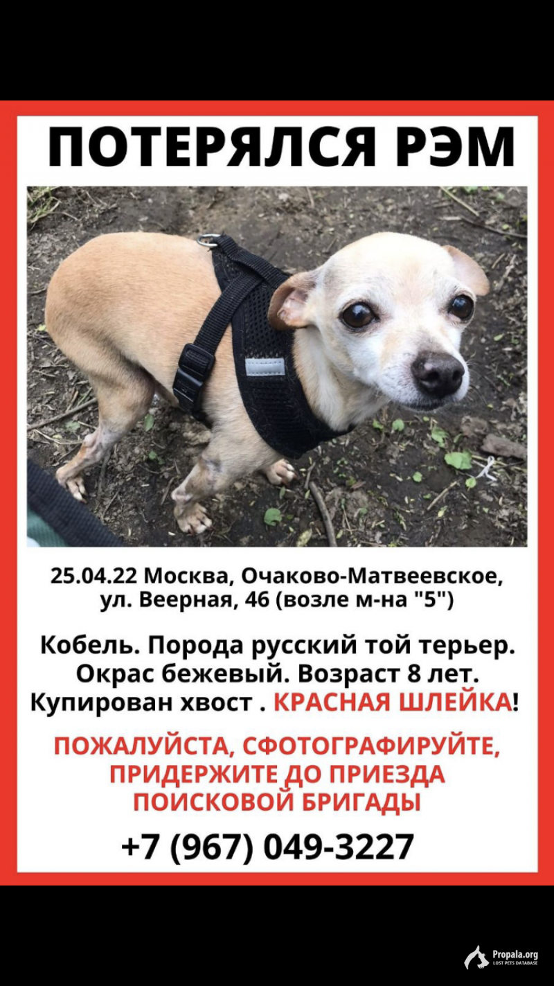 Потерялся русский той терьер