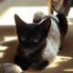 Котята Баги и Баффи