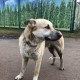 Ищем хозяев собаки С РАЗНЫМИ ГЛАЗАМИ