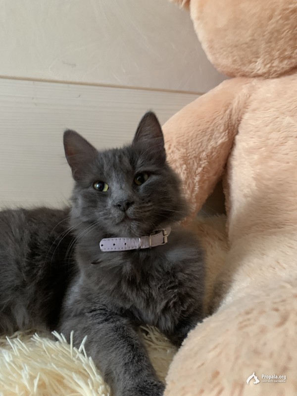 ГОРОД ШАХТЫ!!ПРОПАЛА КОШКА!!