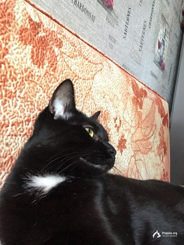 Пропала кошка