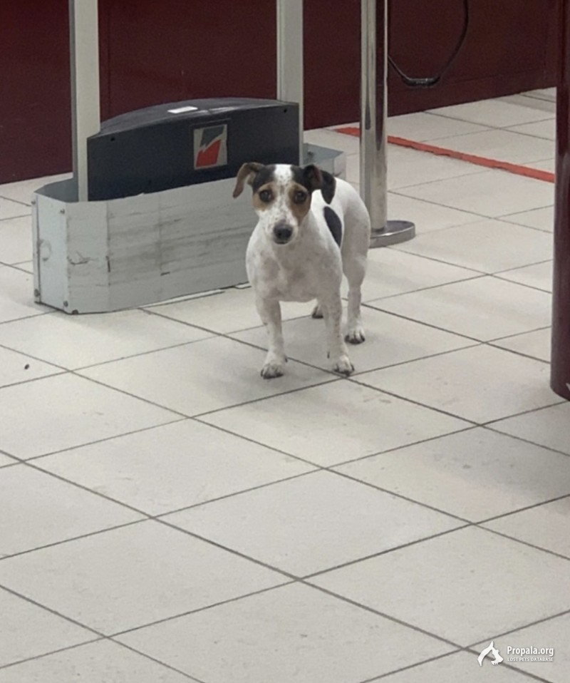 Химки ‼️‼️Пропала собака