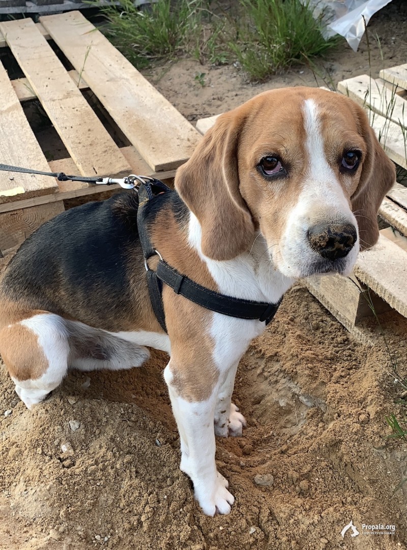 Пропала Собака