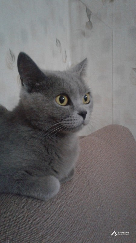 Пропала кошечка.